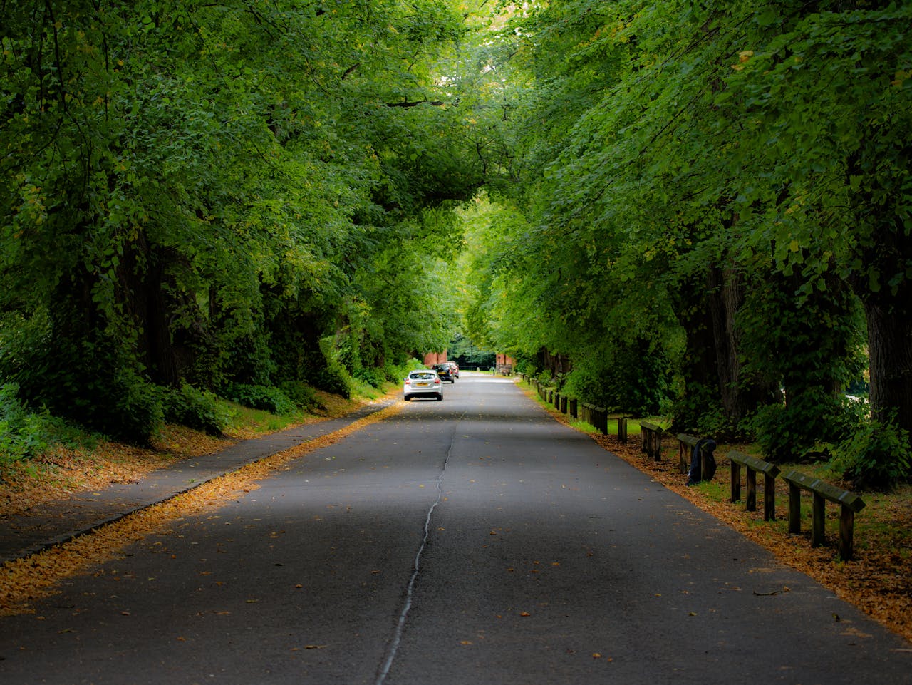 scenic-roadway-with-lush-green-canopy-tunnel-29084122